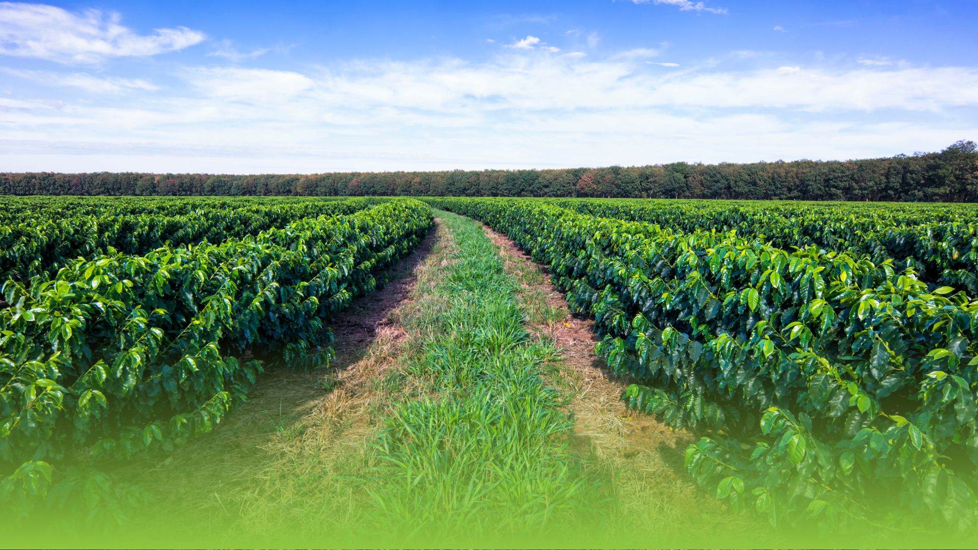 Viveiro de mudas moderno