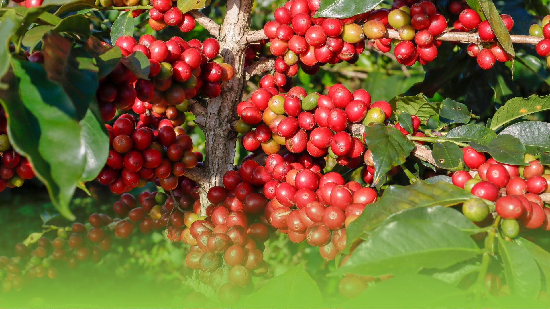 Campo de Café Fundo